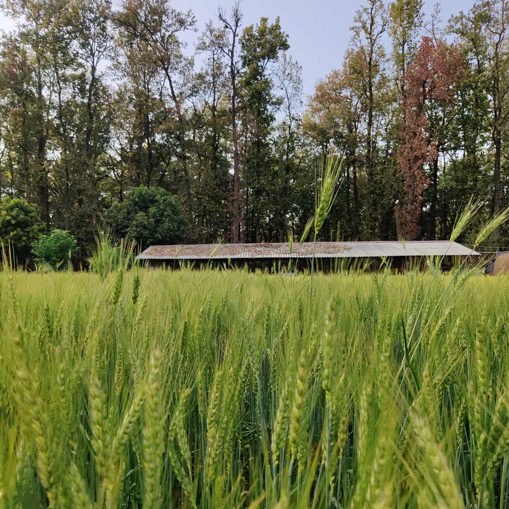 Wheat Field