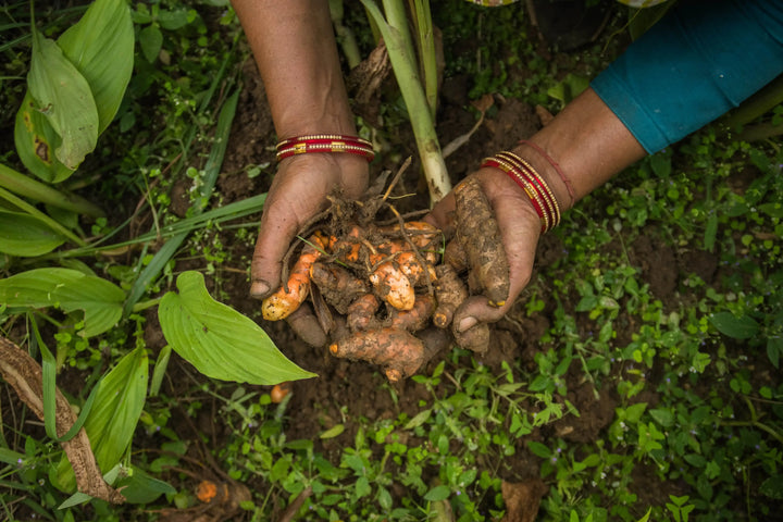 Ethically Sourced Farm Produce Himalayan Turmeric IMG 8